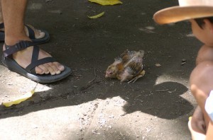 Hypnotized chicken