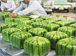 Watermelon grown in Japan