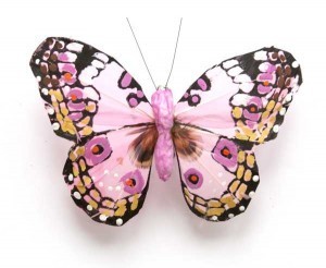 Butterfly Fact