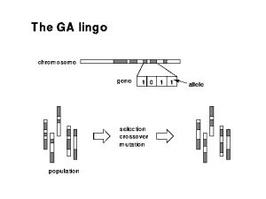 ga lingo