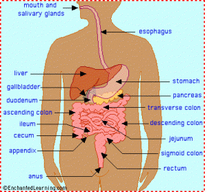 Digestive System
