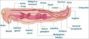 digestive-system-of-grasshopper