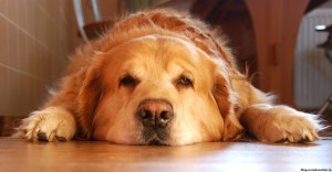 Dog Care