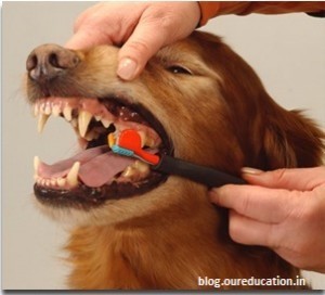 Teeth of Dog to be Brushed